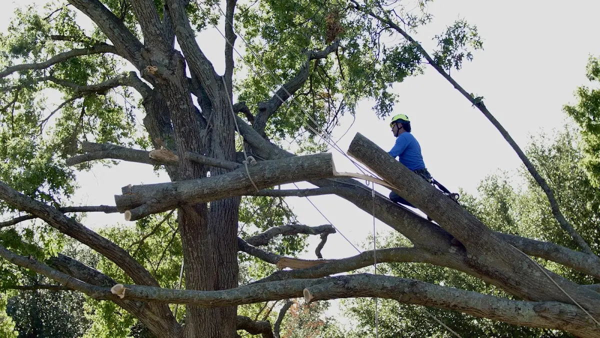 Professional Hazardous Tree Removal performed by certified arborists in Brasstown