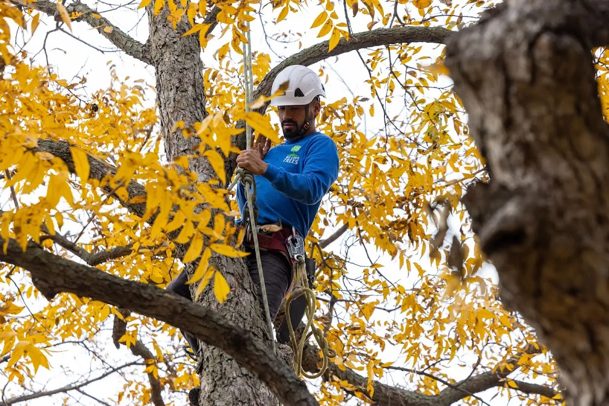 Skilled Tree Trimming crew working in Brasstown